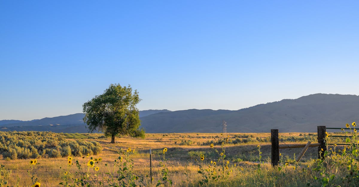 Scenery representing Idaho