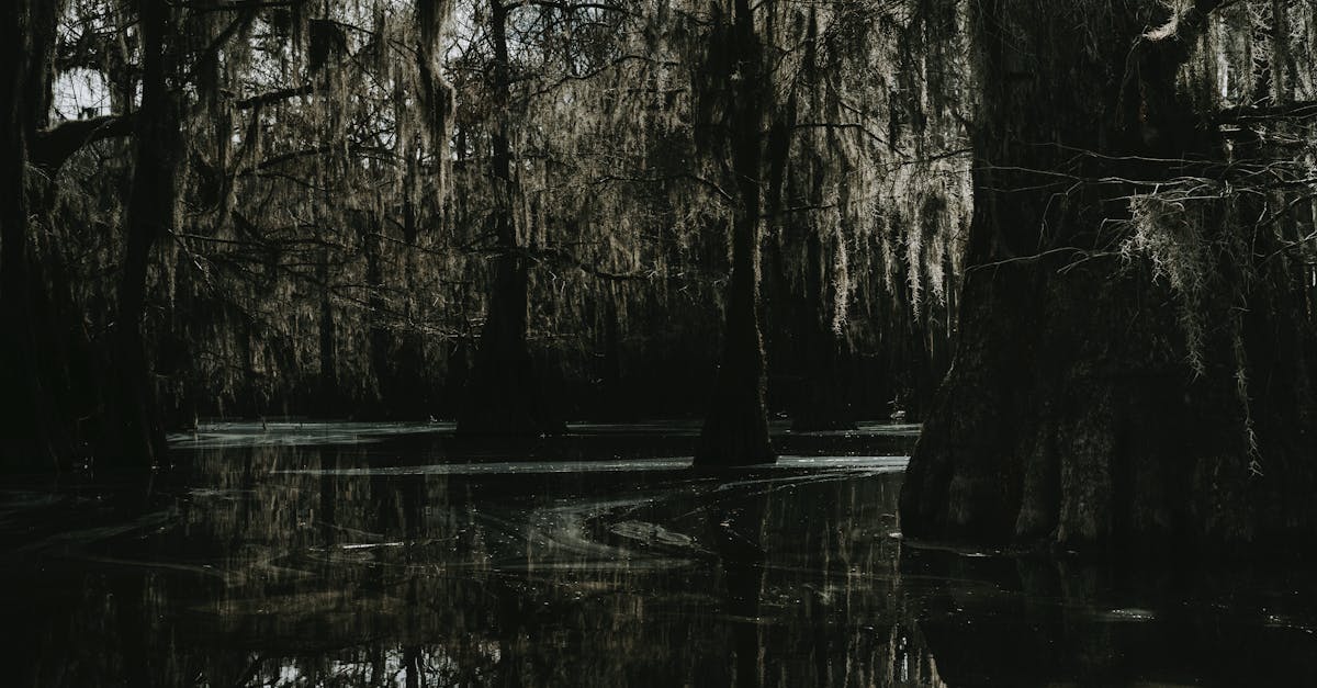 Scenery representing Louisiana